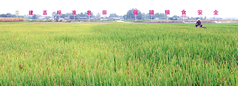 四川綿竹：凝心聚力推進(jìn)新時(shí)代鄉(xiāng)村全面振興