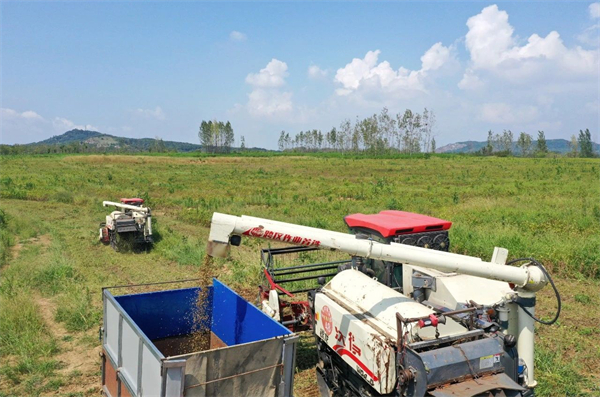 安徽巢湖：千畝「金豆子」迎來(lái)收穫期