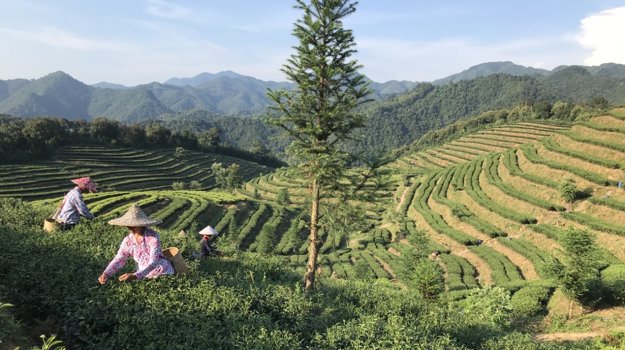 粵北始興又一產(chǎn)品入選全國名特優(yōu)新農(nóng)產(chǎn)品名錄