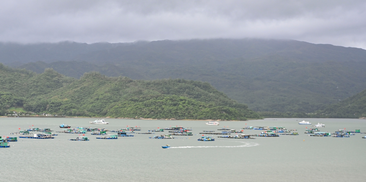 既有「硬聯(lián)通」 又有「軟銜接」 沙頭角深港國際消費(fèi)合作區(qū)風(fēng)生水起