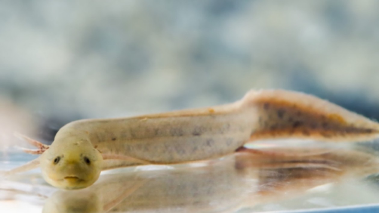 華大發(fā)佈非洲肺魚呼吸器官細胞全景圖