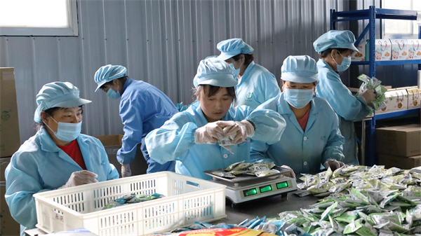 甘肅成縣：消費(fèi)搭橋讓山海情更濃