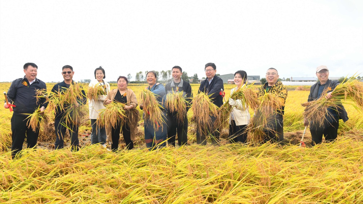 黑龍江五常朝鮮族貢米喜開(kāi)鐮 繪就「糧」辰好「豐」景