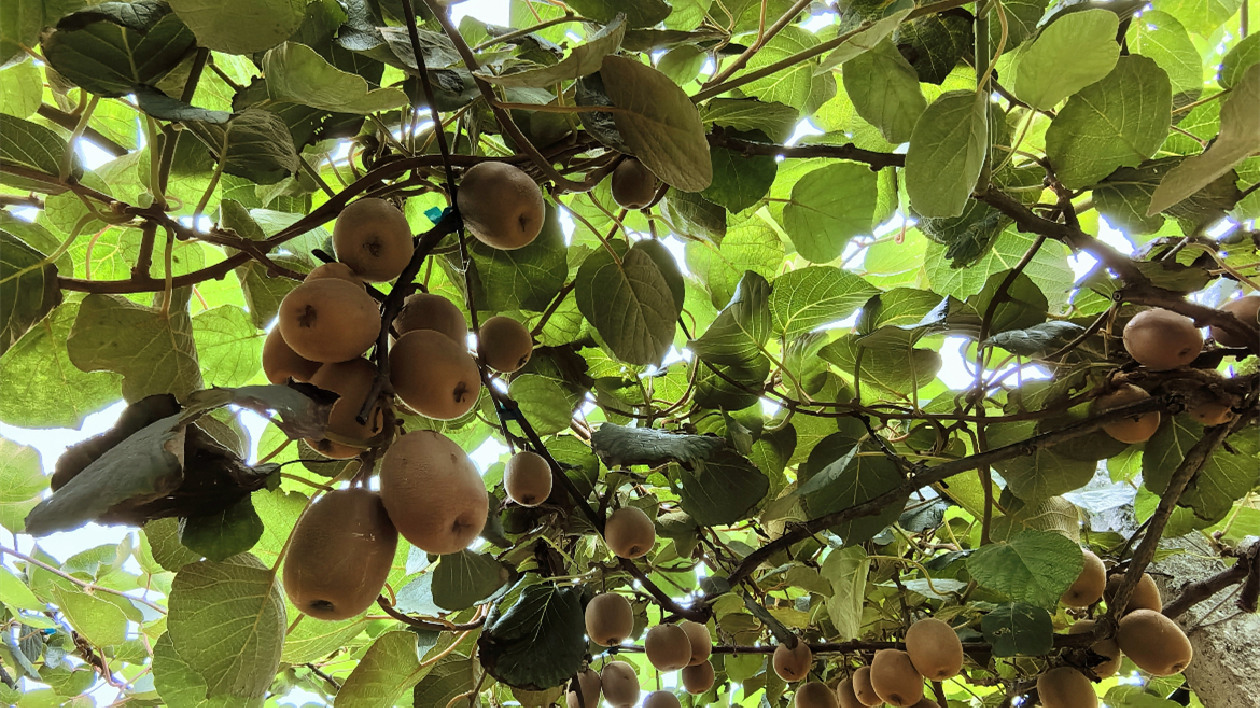 【慶豐收促和美】湖南桂陽縣高山獼猴桃暢銷大灣區(qū)