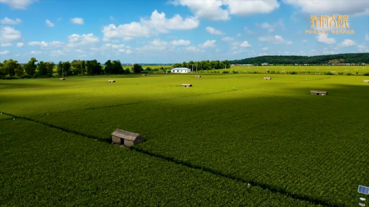 喬府大院五常大米領(lǐng)「鮮」上市：讓中國稻米香飄世界