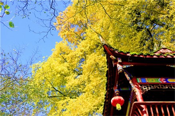 喜迎「中秋+國慶」雙節(jié) 雅安推出多項旅遊優(yōu)惠政策寵客