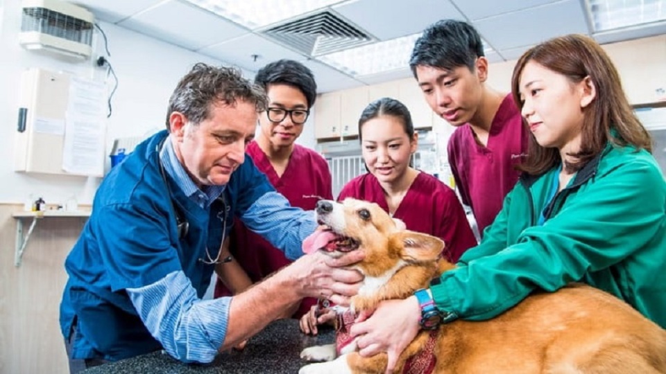 城大：首批11名港產(chǎn)獸醫(yī)最早下月能在香港註冊(cè)