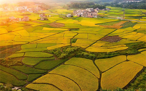 韶關(guān)武江：農(nóng)文旅合奏共話豐年