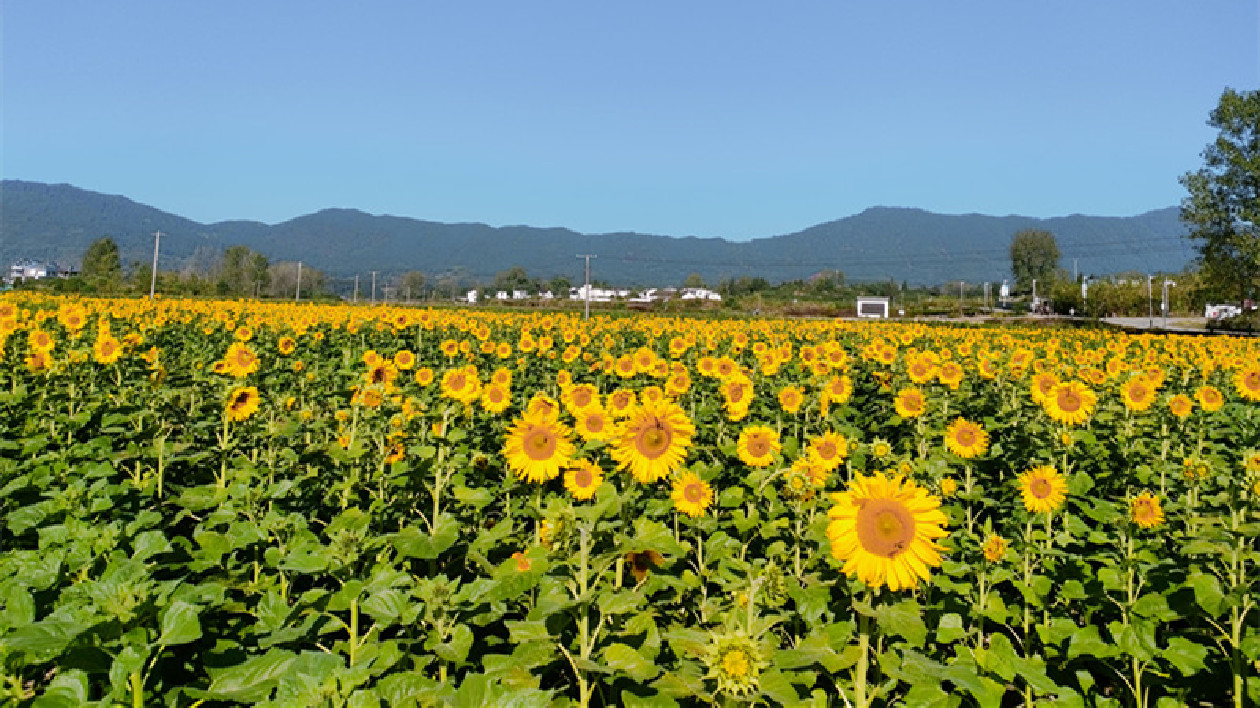 皖黟縣碧陽(yáng)鎮(zhèn)：「雙節(jié)」假期文旅活動(dòng)精彩紛呈