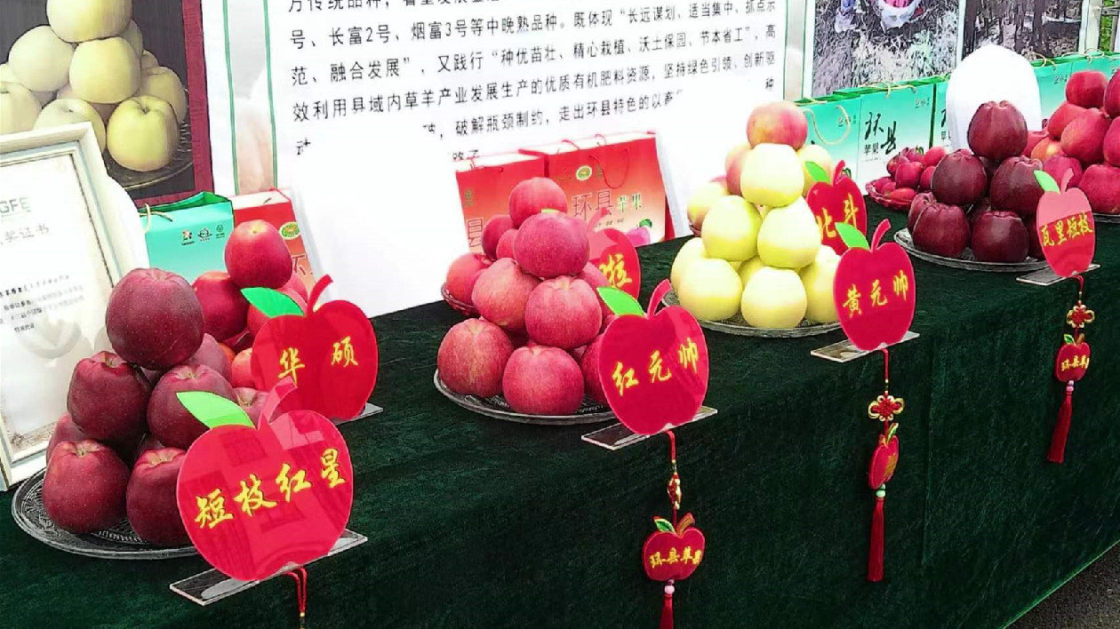 「蘋」添秋色 甘肅慶陽(yáng)蘋果金秋促銷簽單超18億