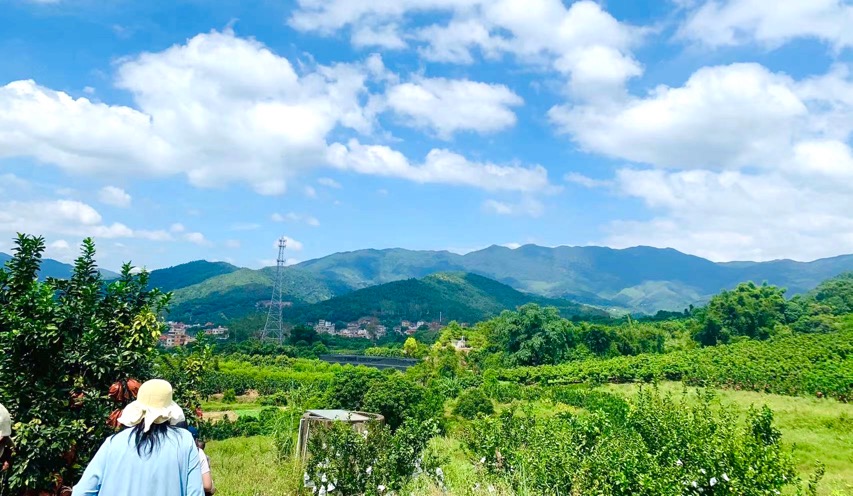 廈門同安汀溪辦採摘節(jié)引遊客