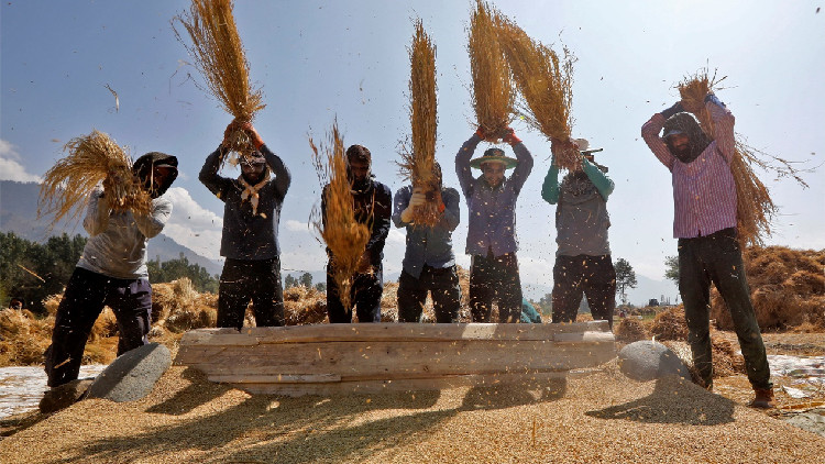 聯(lián)合國(guó)糧農(nóng)組織：世界榖物庫(kù)存預(yù)報(bào)創(chuàng)新高