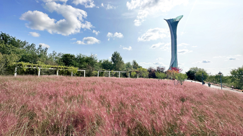 瀋陽世博園：美景十月 秋色絢麗  看粉黛不用東奔西走，瀋陽世博園就有