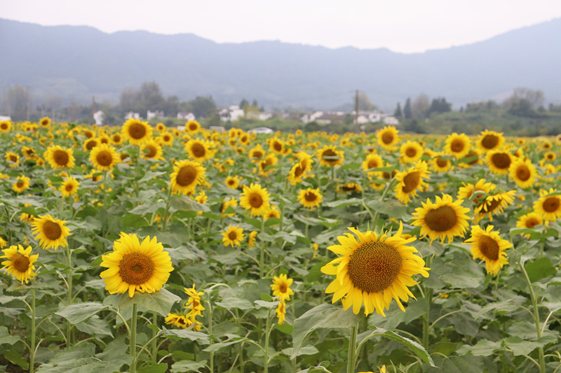 皖黟縣碧陽(yáng)鎮(zhèn)：產(chǎn)業(yè)融合發(fā)展  綻放「美麗經(jīng)濟(jì)」