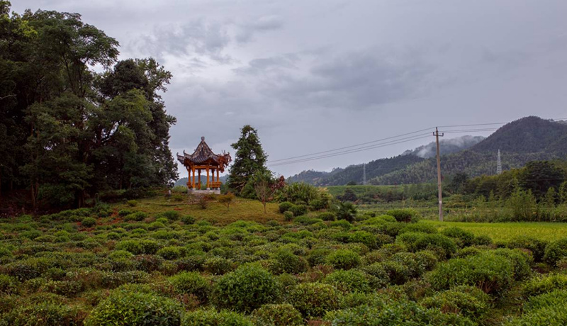 深化產(chǎn)業(yè)融合  皖祁門平里鎮(zhèn)生態(tài)農(nóng)業(yè)加速發(fā)展
