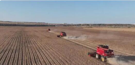 中國最大大豆生產(chǎn)地級市黑河進(jìn)入收穫黃金期