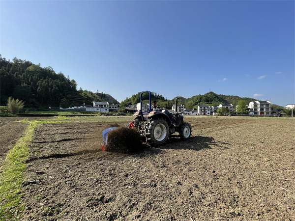 皖黟縣漁亭鎮(zhèn)：秋收田不「閒」 油菜正當(dāng)「植」