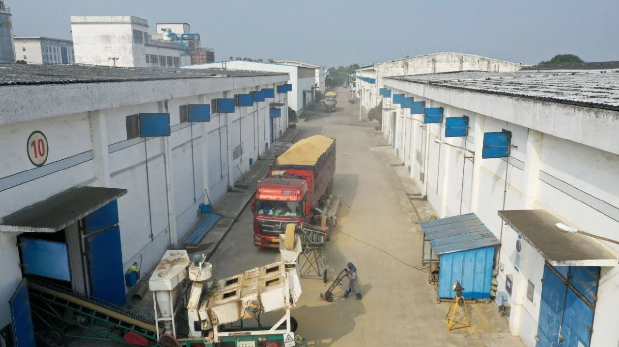 安徽巢湖：秋糧收購(gòu)工作啟動(dòng)