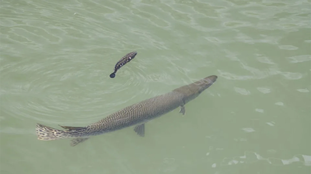 啟德河現(xiàn)一米長大魚 漁護(hù)署證實(shí)為福鱷 籲勿隨意放生