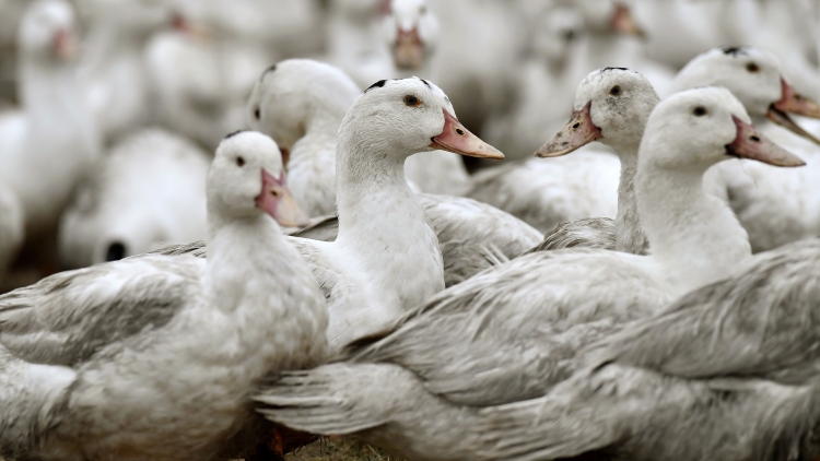 俄羅斯和加拿大部分地區(qū)爆發(fā)禽流感 港暫停疫區(qū)禽類產(chǎn)品進(jìn)口