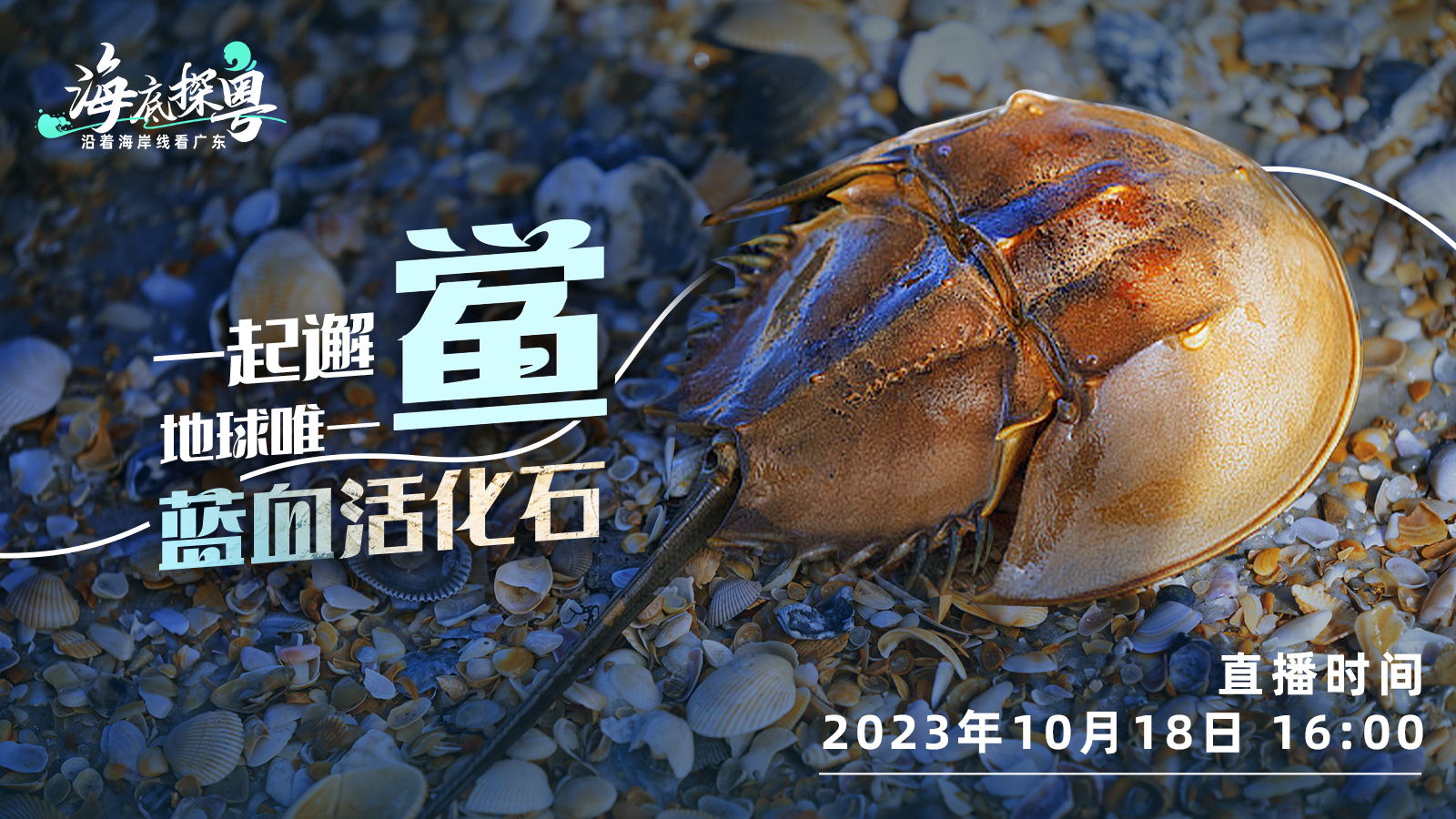 直播 | 一起邂「鱟」地球唯一「藍(lán)血活化石」！