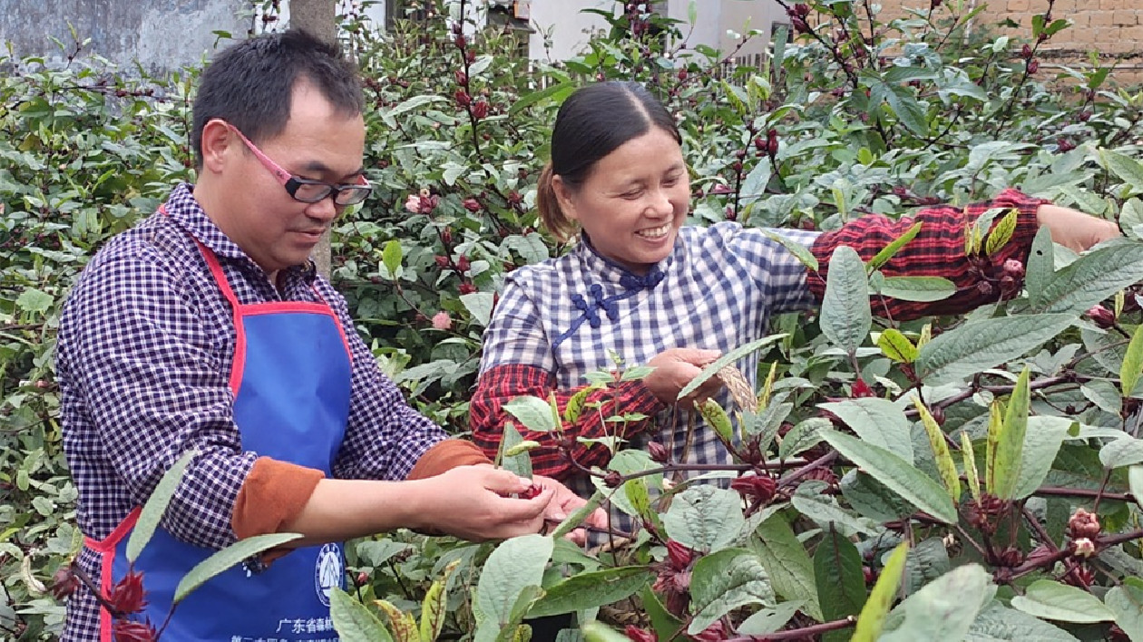 廣東始興鄉(xiāng)村首次引種洛神花豐收