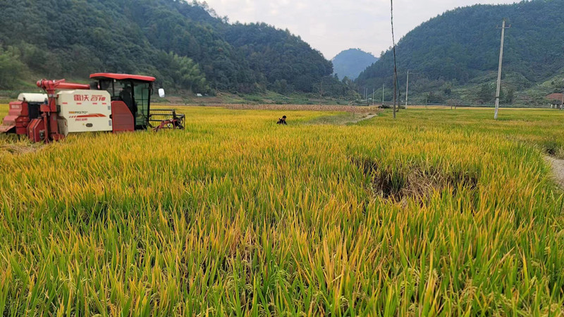 皖歙縣霞坑鎮(zhèn)：提升科技化機(jī)械化 穩(wěn)步推進(jìn)秋收秋種