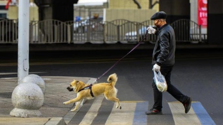 女童遭狗咬傷後，中國(guó)多地免費(fèi)發(fā)放牽狗繩