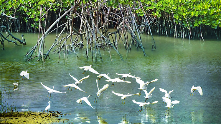 深圳紅樹(shù)林保護(hù)修復(fù)顯成效 近十年增長(zhǎng)百餘公頃