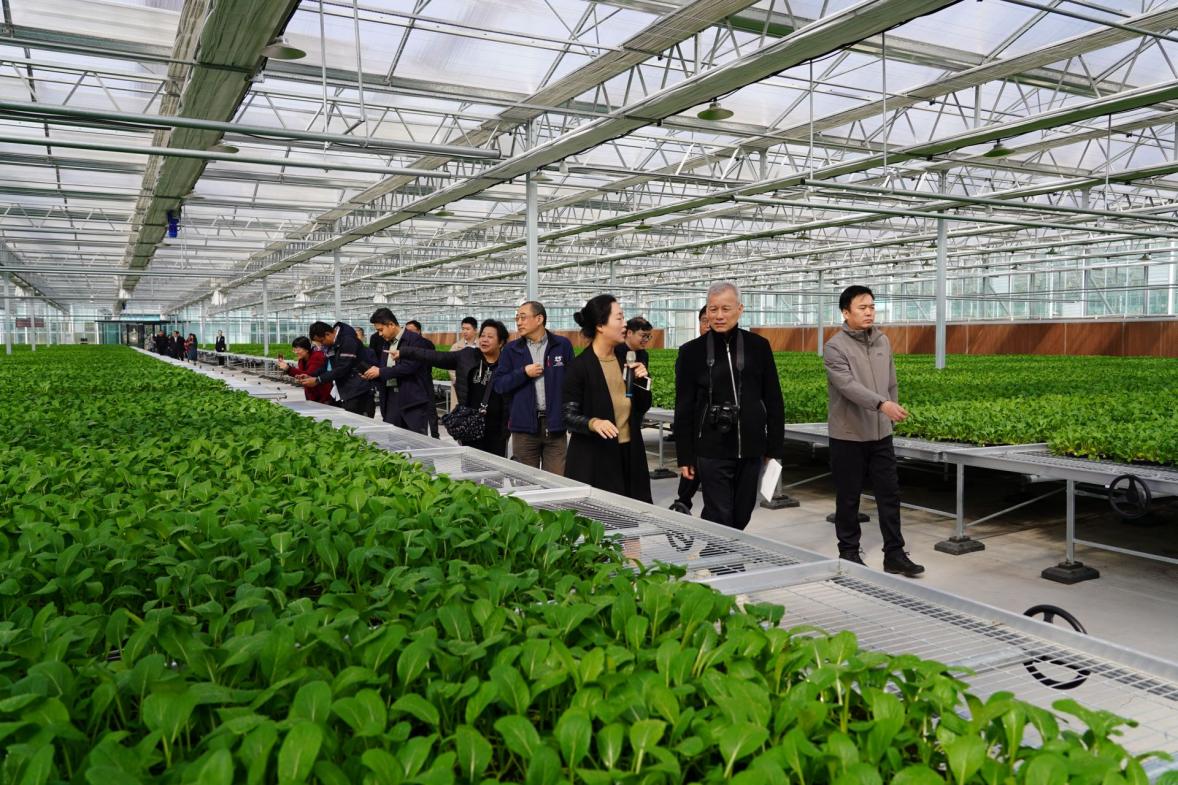 小菜心長(zhǎng)成「致富菜」！山西臨汾蔬果端上深圳人餐桌