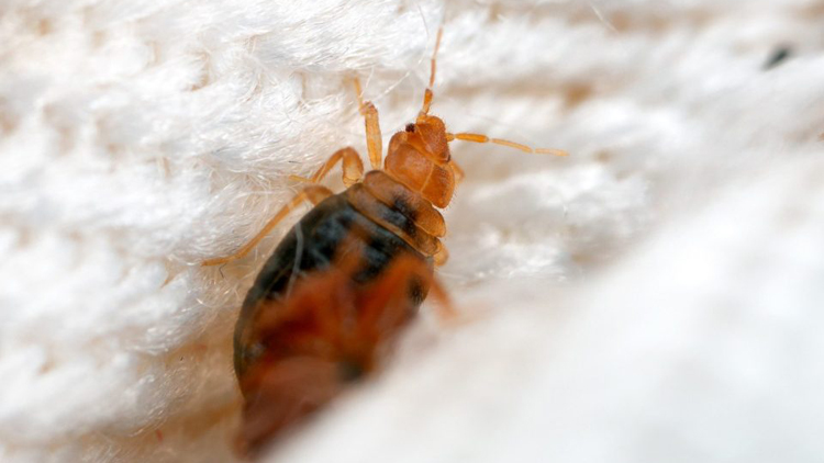 酒店業(yè)關(guān)注海外爆發(fā)床蝨個案 徐英偉冀做好預(yù)防