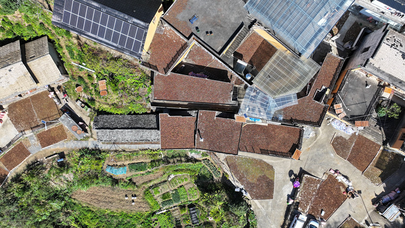 黃山祁門(mén)：油茶果成「黃金果」