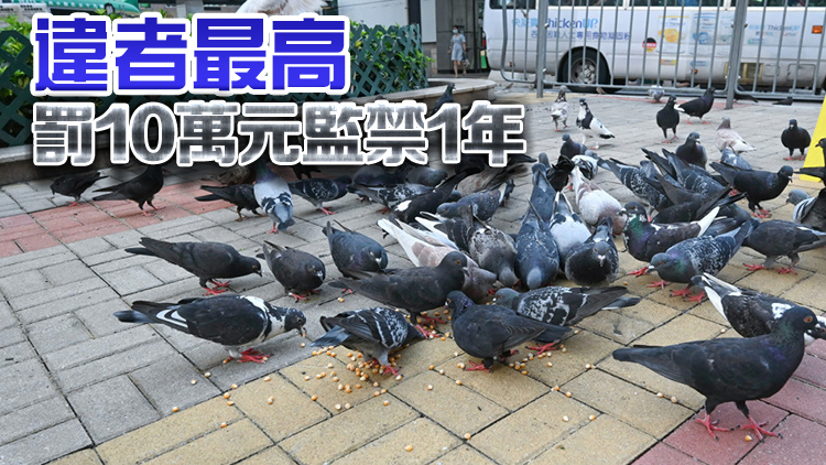 禁餵野鴿修訂草案17日刊憲 料明年8月生效
