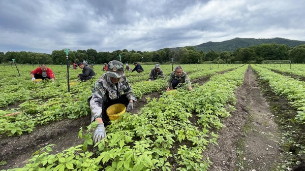 【對接大灣區(qū)·寒地龍藥耀九州】系列報(bào)道之七十 打造「中藥材」特色品牌 龍江森工集團(tuán)推動「寒地龍藥」產(chǎn)業(yè)高速發(fā)展