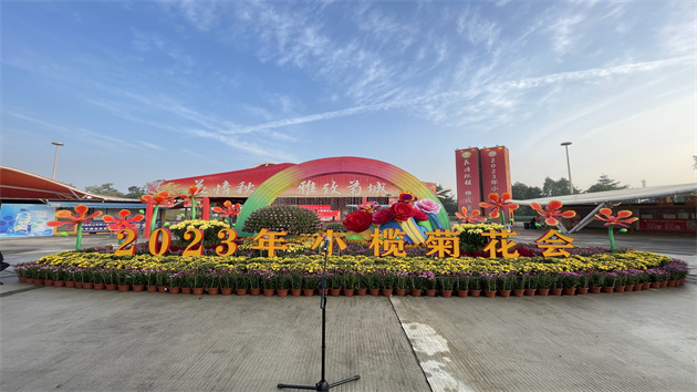 2023年中山小欖菊花會(huì)開(kāi)園迎客  千人菊花宴人氣爆棚