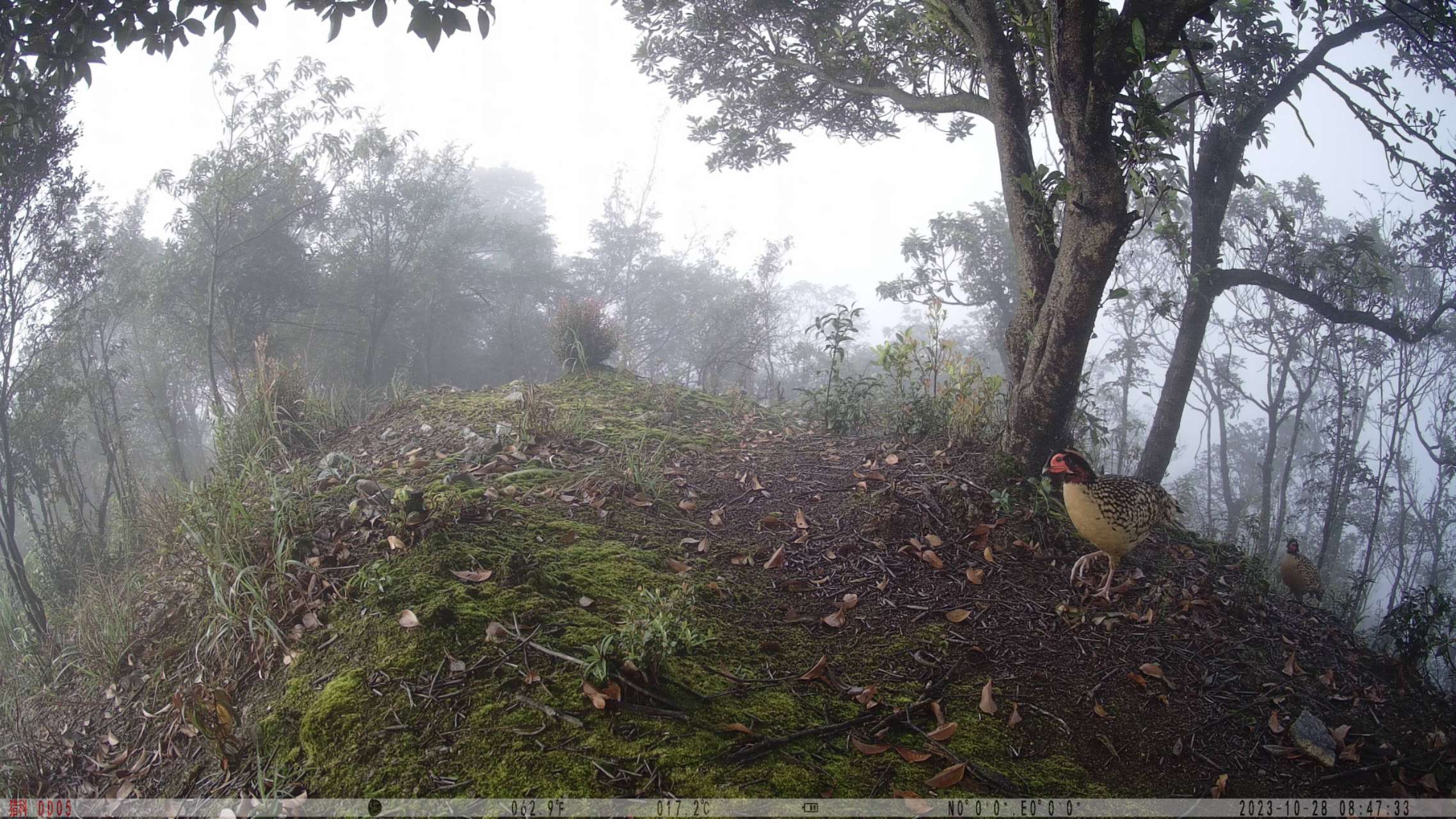 罕見(jiàn)！車八嶺保護(hù)區(qū)發(fā)現(xiàn)3隻雄性「鳥(niǎo)中大熊貓」黃腹角雉同框