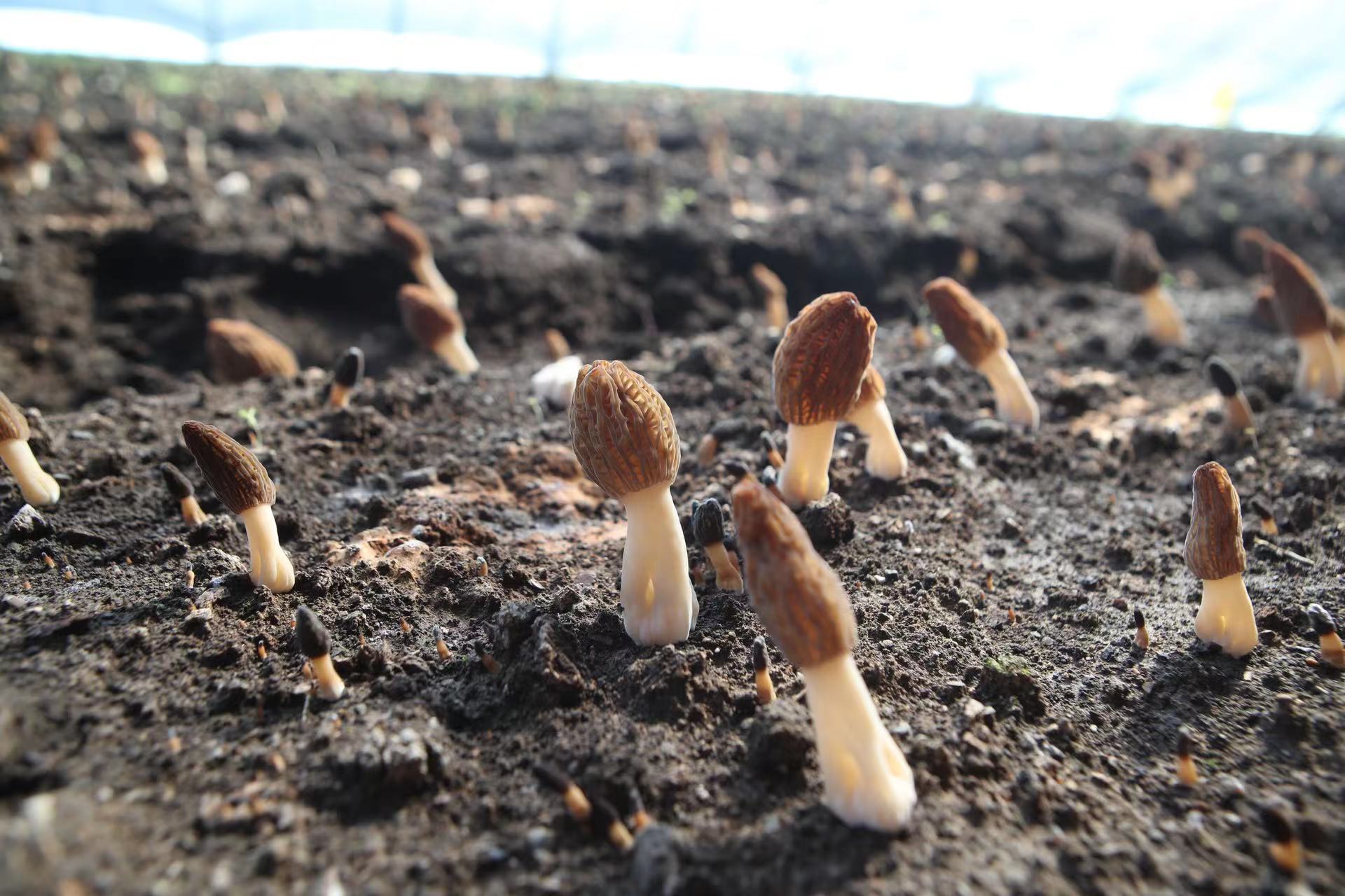 哈市香坊區(qū)：農(nóng)業(yè)提質(zhì)增效帶動農(nóng)民增收致富