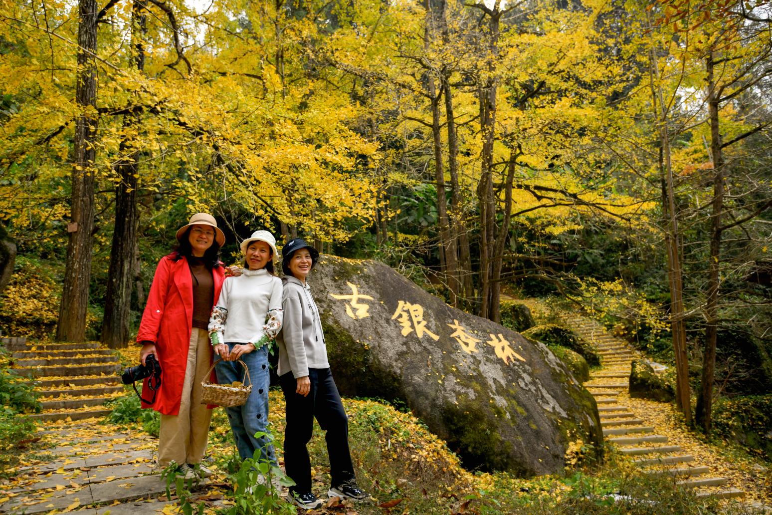 廣東南雄千年銀杏樹著「盛裝」迎客