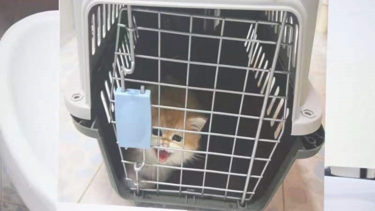 海關拘2人涉非法跨境走私寵物 檢獲3貓2狗