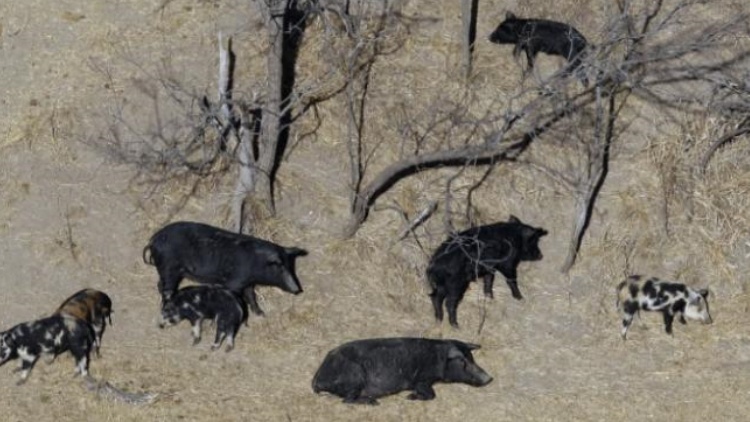 加拿大「超級(jí)豬」泛濫 可能「入侵」美國