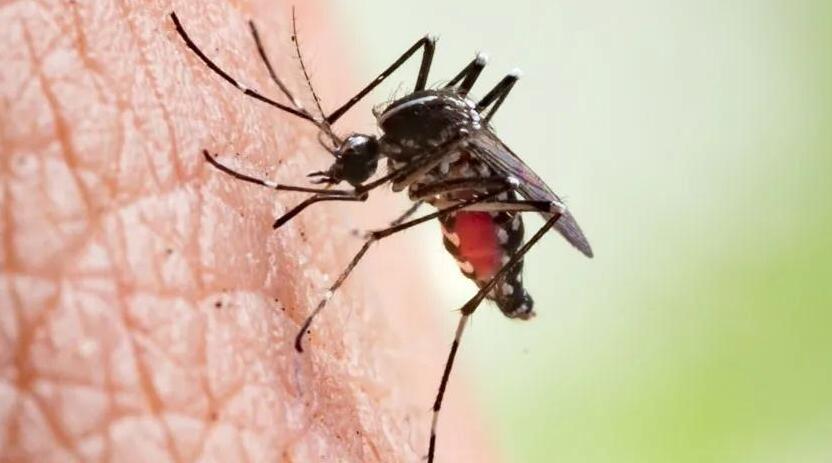 孟加拉國登革熱疫情已致1628人死亡 嚴重程度創(chuàng)歷史之最