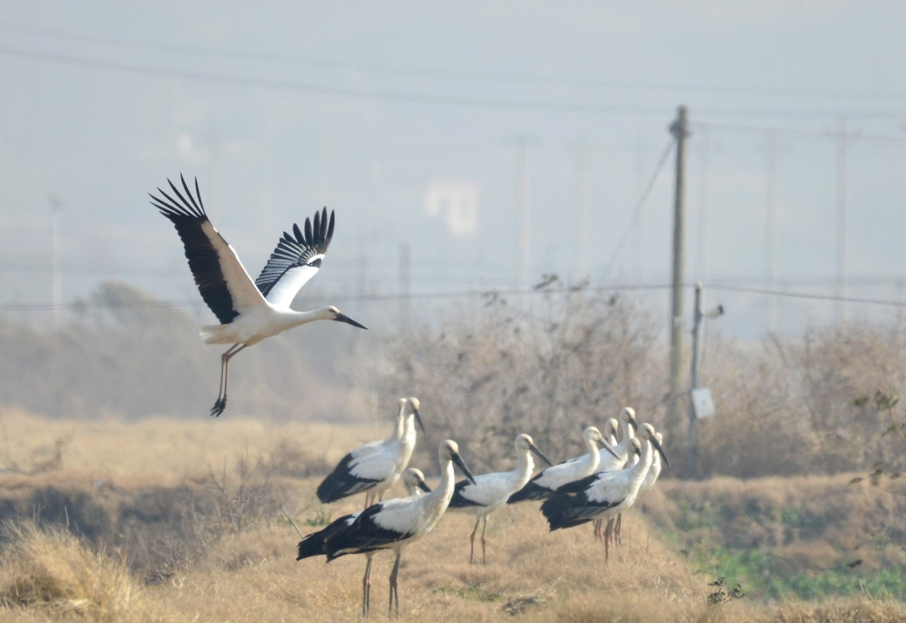 安徽巢湖：「鳥界國寶」現(xiàn)身