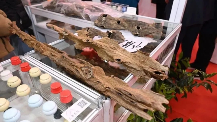 模式與質(zhì)量均再升級(jí)！第十三屆香博會(huì)8日將在東莞開幕