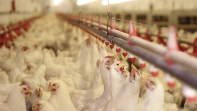 本港暫停進(jìn)口美國(guó)南達(dá)科他州Day縣禽肉及禽類(lèi)產(chǎn)品