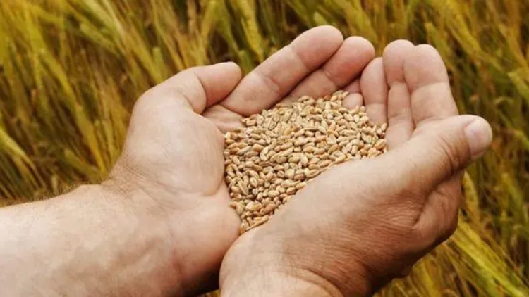 國家統(tǒng)計局：2023年全國糧食總產(chǎn)量69541萬噸（13908億斤）