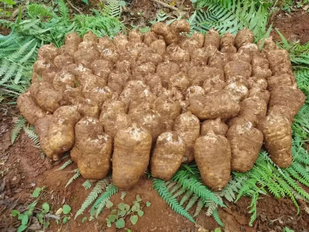 雲(yún)南祿勸：緊扣改善民生凝聚人心 各族群眾獲得感幸福感不斷增強