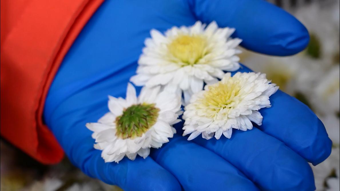 皖徽州區(qū)：「黃山貢菊」產(chǎn)業(yè)加「數(shù)」轉(zhuǎn)型發(fā)展