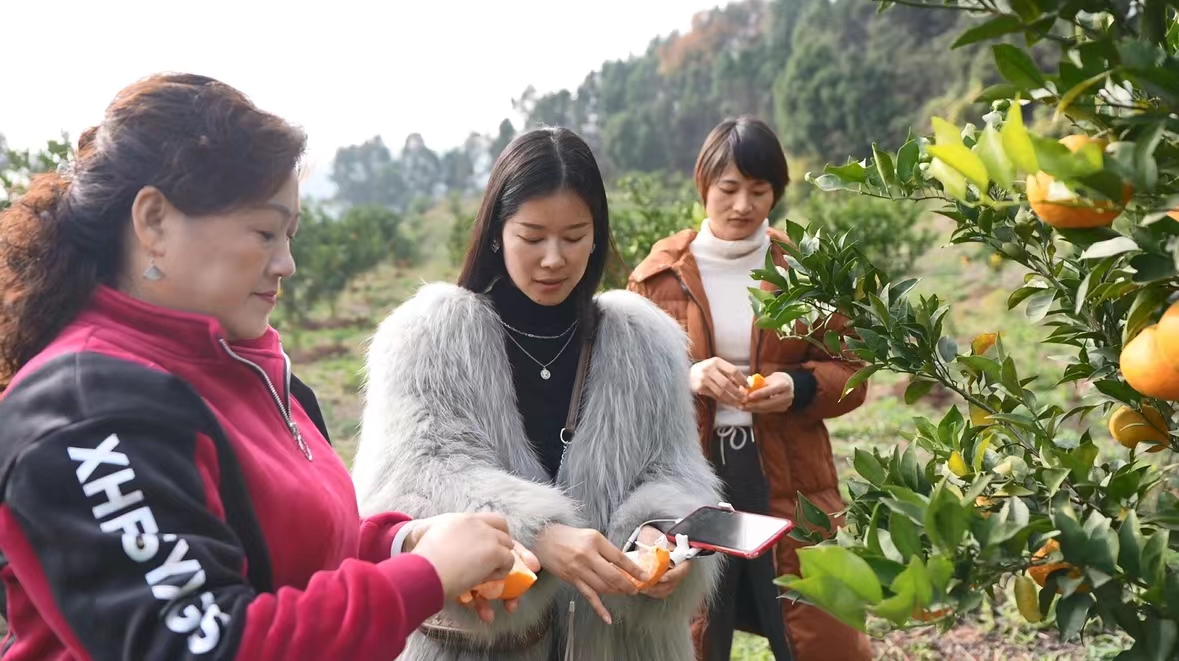 四川梓潼首個生態(tài)有機柑橘產(chǎn)業(yè)園銷勢喜人