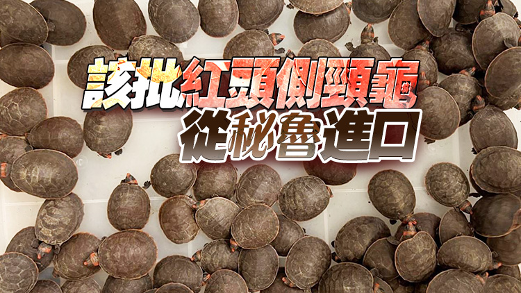 漁護(hù)署機(jī)場(chǎng)檢獲492隻瀕危紅頭側(cè)頸龜 市值300萬元