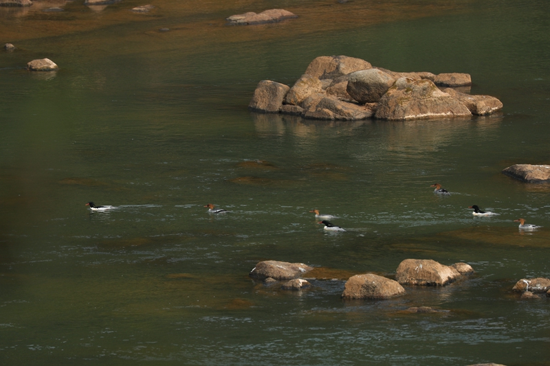 湖南桂陽縣出現(xiàn)「鳥中大熊貓」中華秋沙鴨